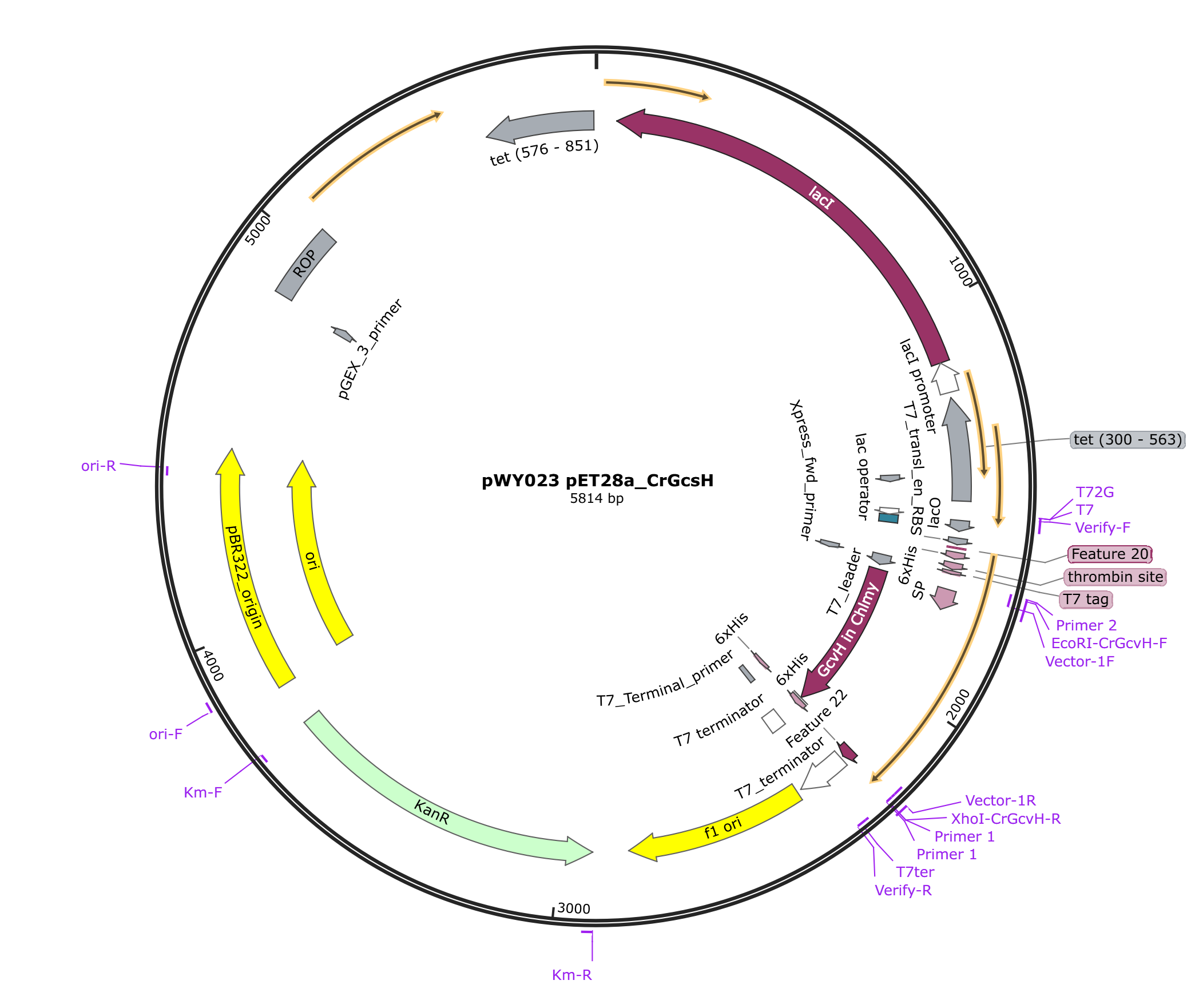pWY023 pET28a_CrGcsH载体图谱.png